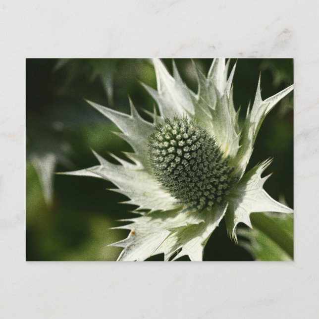 Carte Postale Sea Holly (Devant)