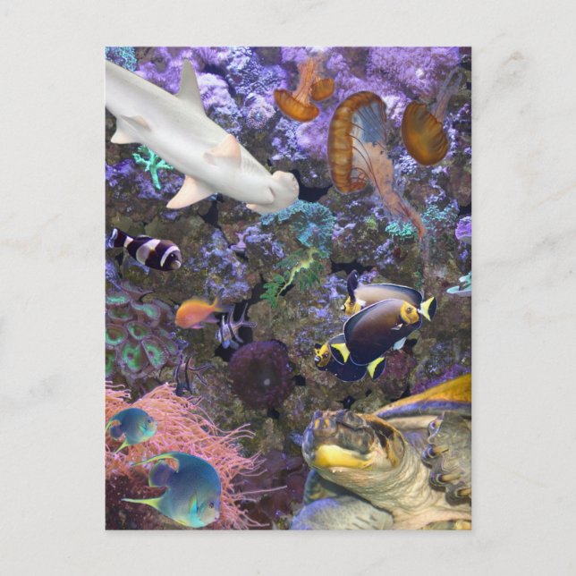 Carte postale Sea Life (Devant)