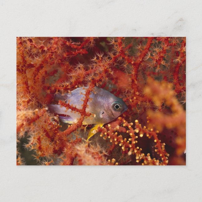 Carte Postale Sea Life - Fish (Devant)
