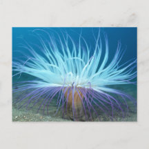 Carte postale Sea Life Sea Anemone