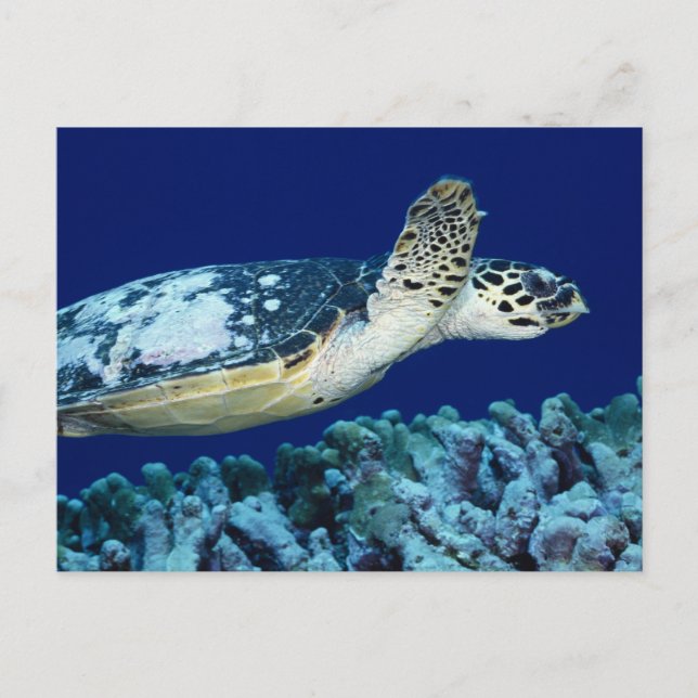 Carte Postale Sea Life - Tortue de mer (Devant)