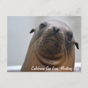 Carte postale Sea Lion de Californie