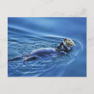 Carte postale Sea Otter