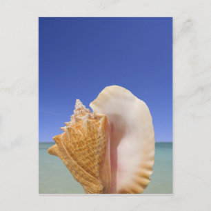 Carte Postale Sea shell Close