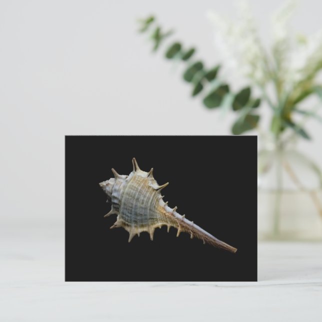 Carte postale Sea Shell - Photographie de Freyja (Debout devant)