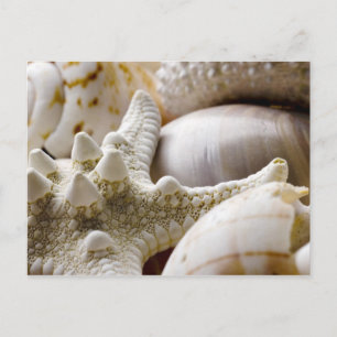 Carte Postale Sea Shell Starfish Arrière - plan - Beach Shells