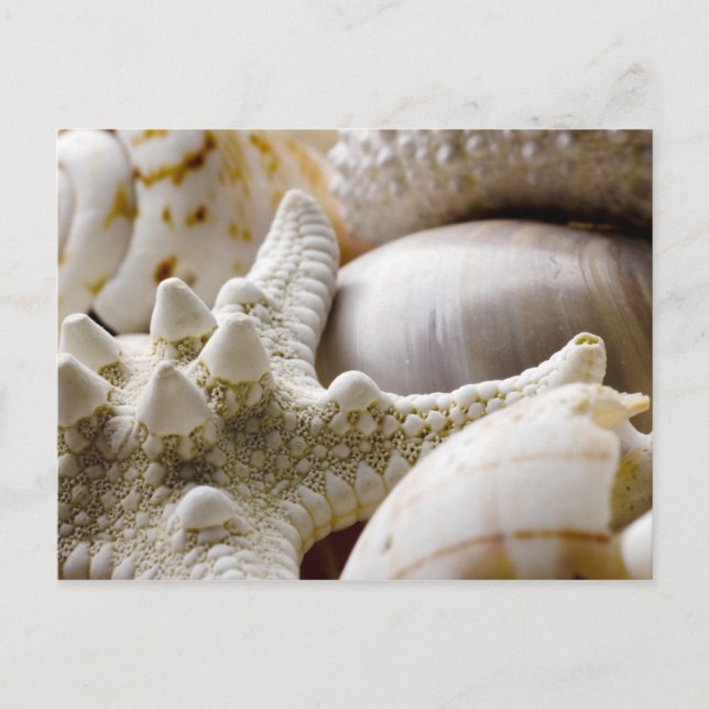 Carte Postale Sea Shell Starfish Arrière - plan - Beach Shells (Devant)