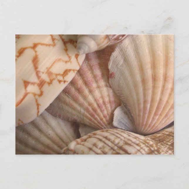 Carte postale Sea Shells (Devant)