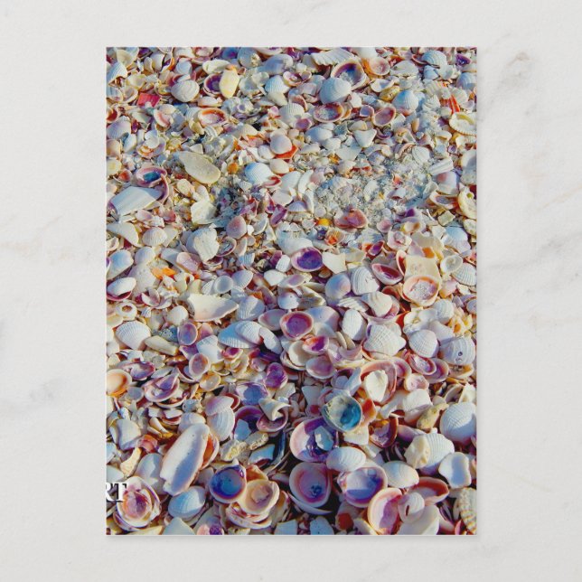 Carte Postale Sea Shells (Devant)