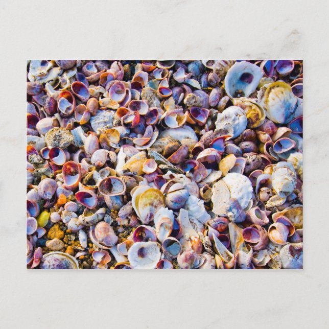 Carte Postale Sea Shells (Devant)