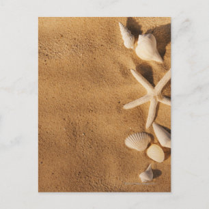 Carte Postale Sea shells on sand