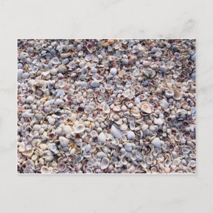 Carte Postale Sea Shells Sanibel Island Floride