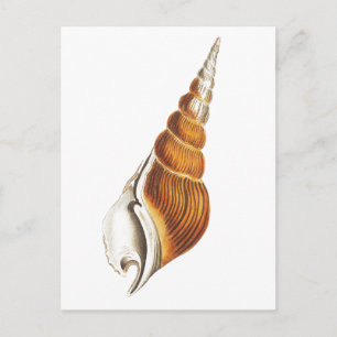 CARTE POSTALE "SEA SPINDLE" SEASHELLS VIE MARINE