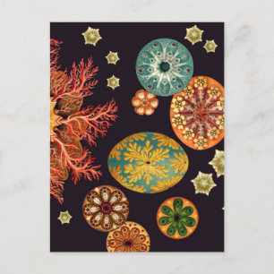 Carte postale Sea Squirt Remix