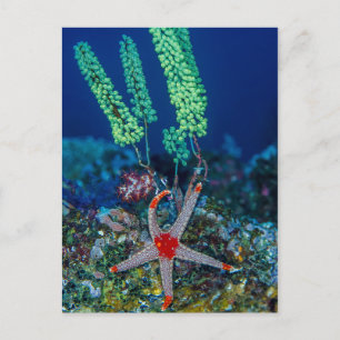 Carte Postale Sea Star et Tunicate