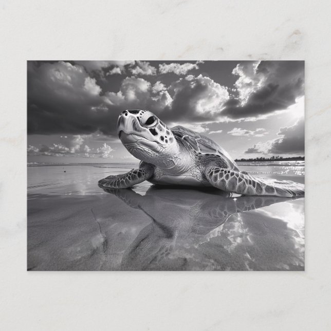 Carte Postale Sea Turtle Art noir et blanc (Devant)