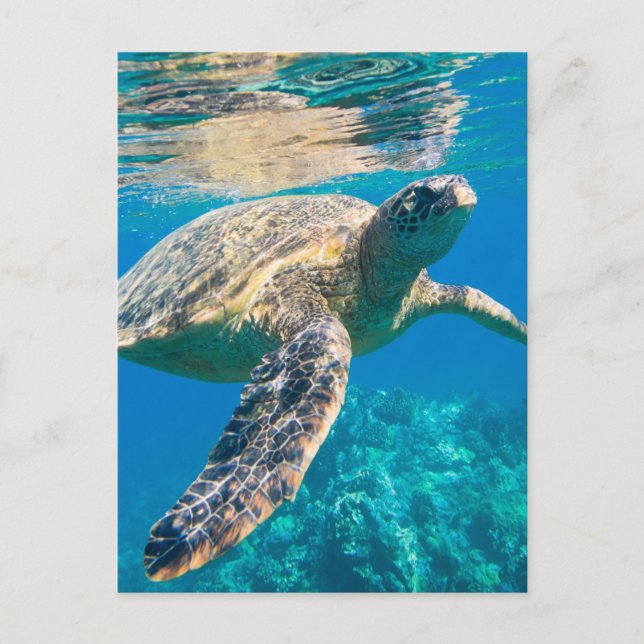 Carte Postale Sea Turtle, Marine Turtle, Chelonioidea, reptile (Devant)