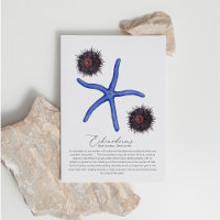 Carte postale Sea Urchin