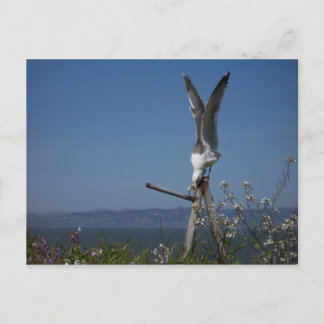 Carte postale Seagull