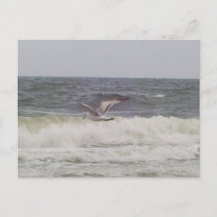 Carte postale Seagull