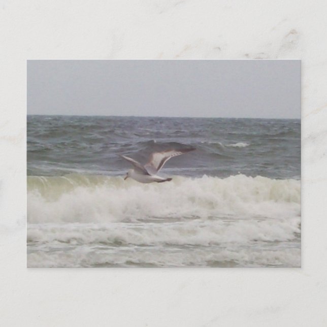 Carte postale Seagull (Devant)