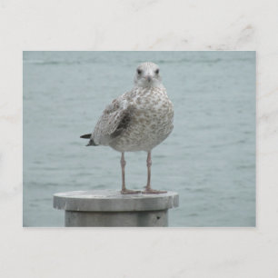 Carte postale Seagull