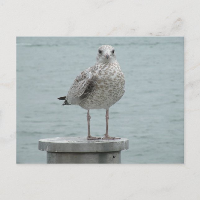 Carte postale Seagull (Devant)