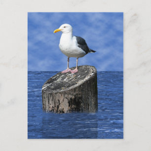CARTE POSTALE SEAGULL