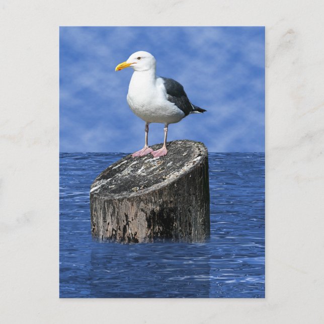 CARTE POSTALE SEAGULL (Devant)