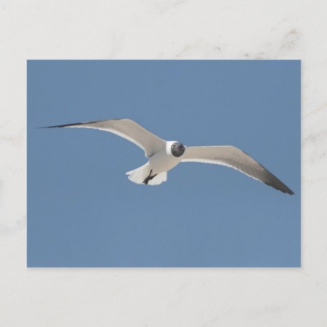 Carte postale Seagull A5 volant (Devant)