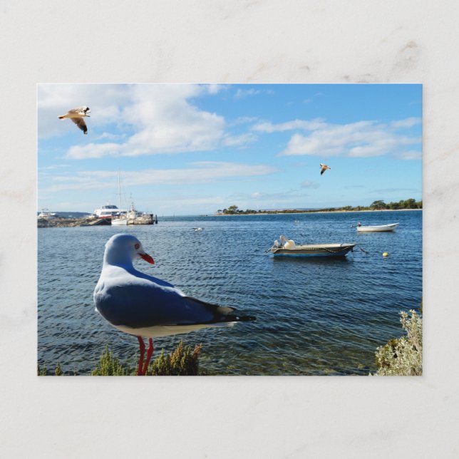 Carte Postale Seagull, Boats et The Ocean (Devant)