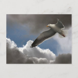 CARTE POSTALE SEAGULL DANS LES NUAGES