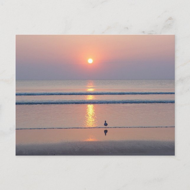 Carte postale Seagull Daytona Beach FL Ocean Sunri (Devant)
