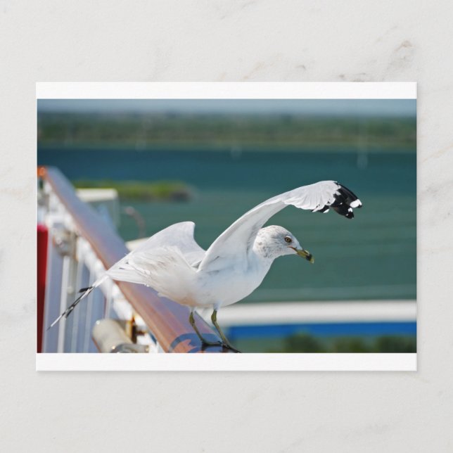 Carte Postale Seagull.JPG (Devant)