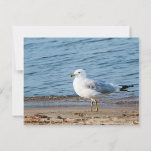 Carte Postale Seagull, Lac Ontario, Toronto, Canada