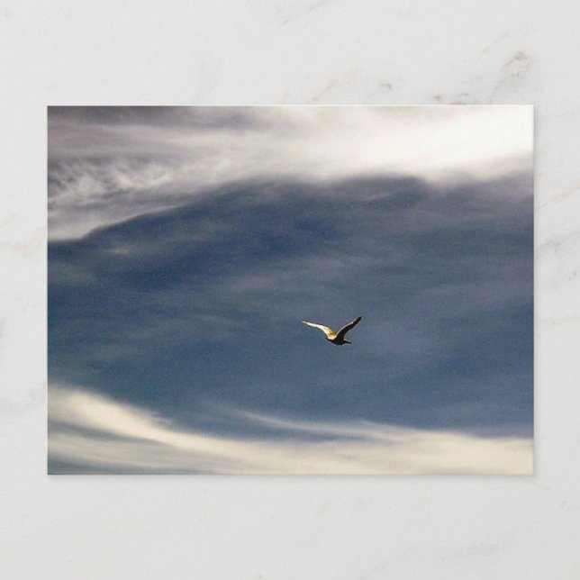 Carte postale Seagull Sky (Devant)