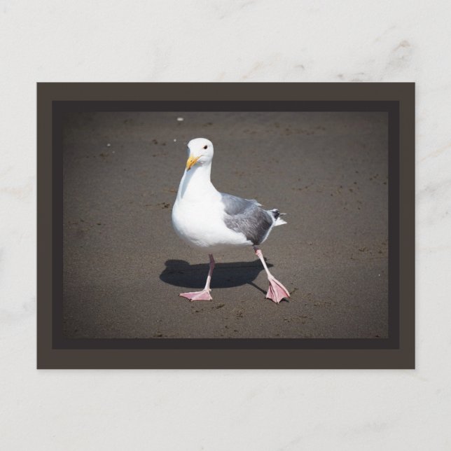 Carte postale Seagull Strut (Devant)