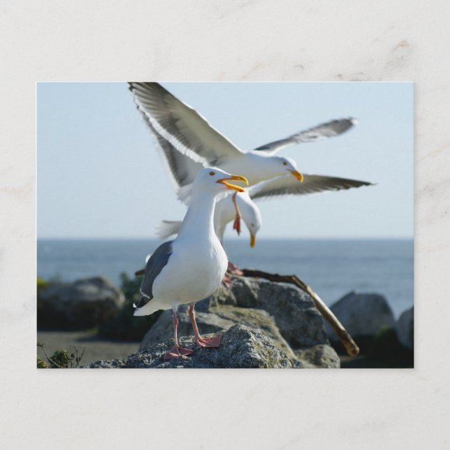 Carte Postale Seagull Trio (Devant)