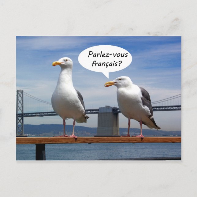 Carte Postale Seagulls speak French (Devant)