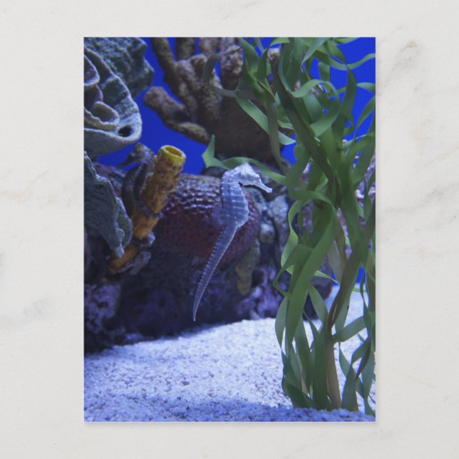 Carte Postale Seahorse (Devant)