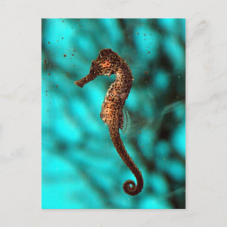 Carte postale Seahorse