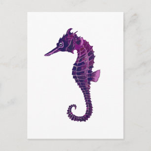 Carte Postale Seahorse
