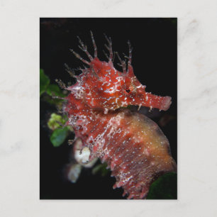 Carte Postale Seahorse Pony Female Begur