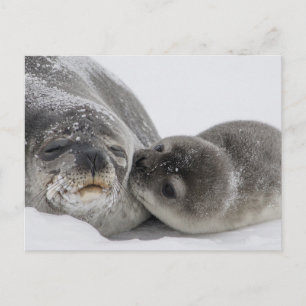 Carte Postale Seal bébé embrasser maman