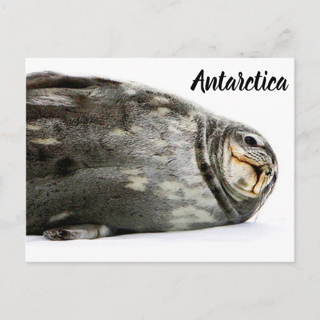 Carte Postale 'Seal ed With a Kiss' (Devant)