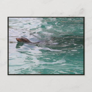 Carte postale Seal Head Peeks