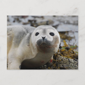 Carte postale Seal Pup