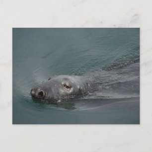Carte Postale Seal, Stornoway Harbour, Outer Hebrides
