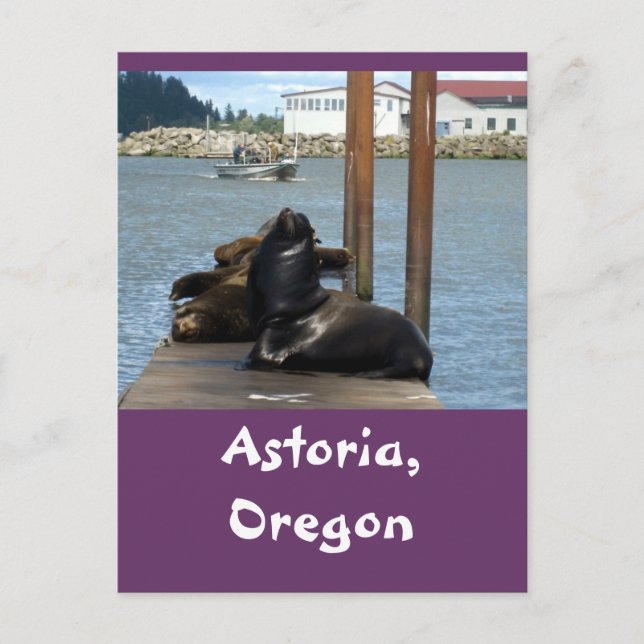 Carte Postale Sealions Astoria Oregon (Devant)