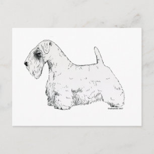 Carte Postale Sealyham Terrier